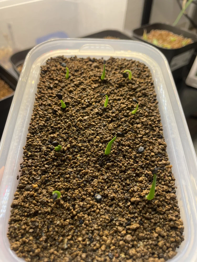  アガベ エボリスピナ ヴェガス 2023 Agave utahensis var. eborispina 'Vegas' Lot.2023