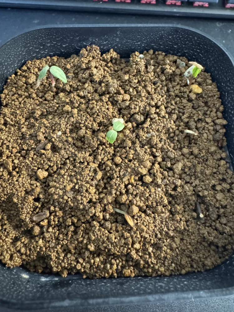 Fouquieria purpusii (フォークイエリア プルプシー)