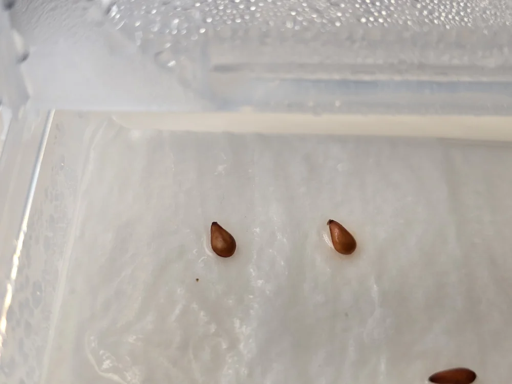 Pachypodium windsorii (パキポディウム ウィンゾリー)