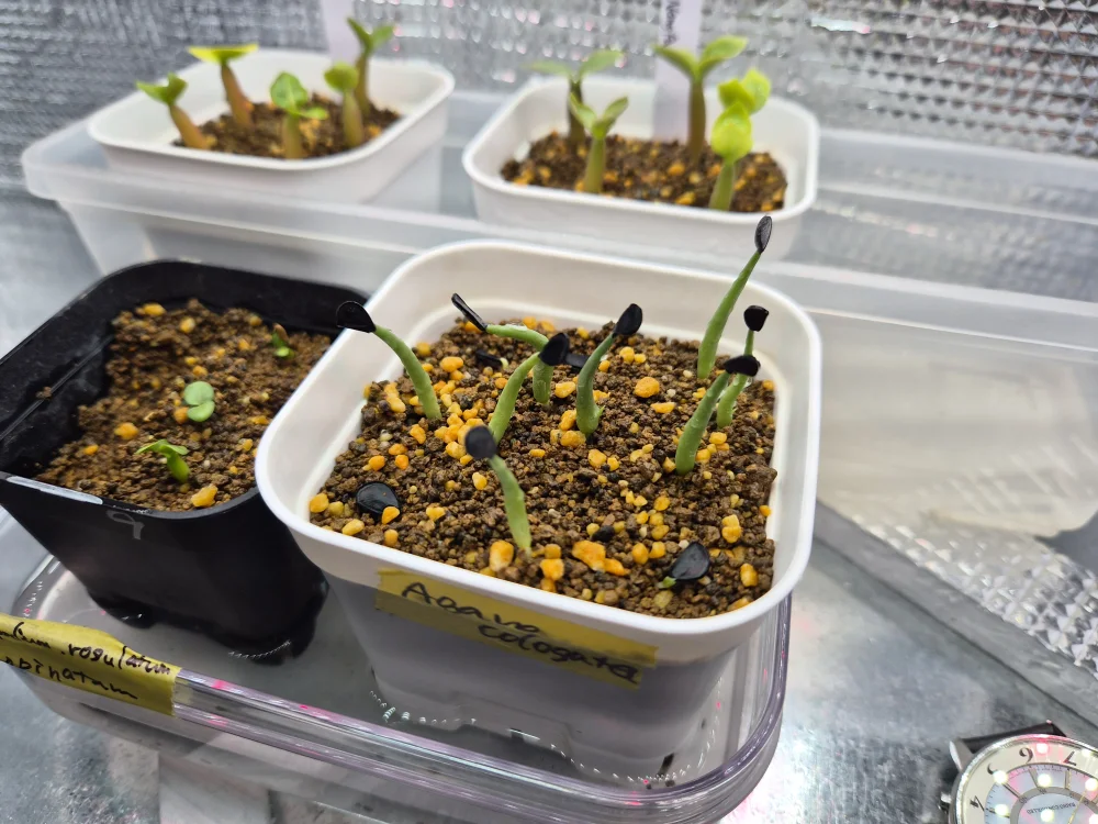 Agave colorata (アガベ コロラータ)