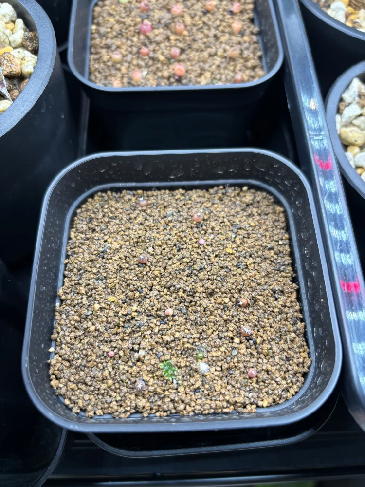 Gymnocalycium calochlorum (ギムノカリキウム カロクロラム 火星丸)