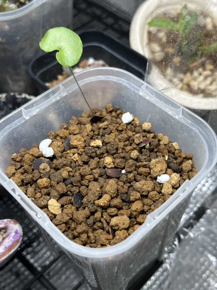 Dioscorea elephantipes (ディオスコレア エレファンティペス アフリカ亀甲竜)