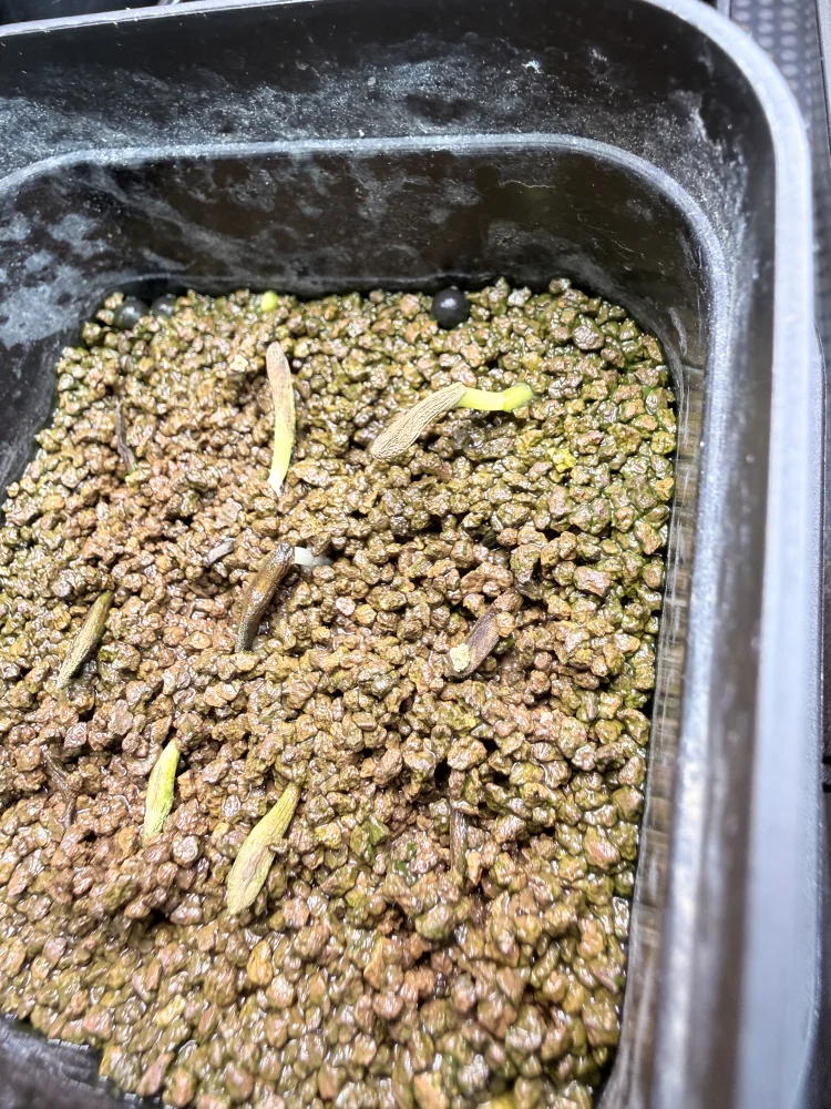 種子] パキポディウム アンボンゲンセ Pachypodium ambongense | 塊根