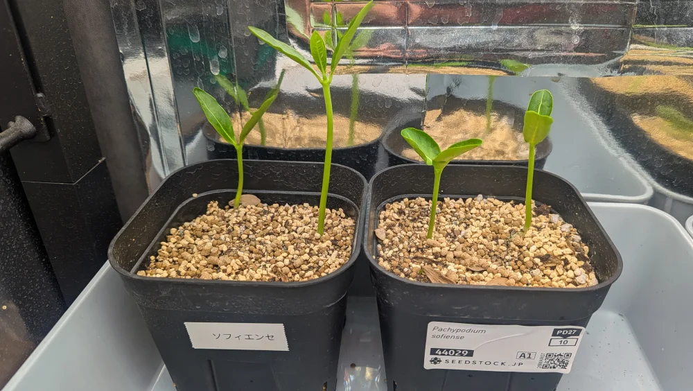 Pachypodium sofiense (パキポディウム ソフィエンセ)