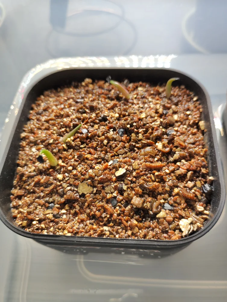 アガベ オテロイ Agave oteroi Lot.2025L