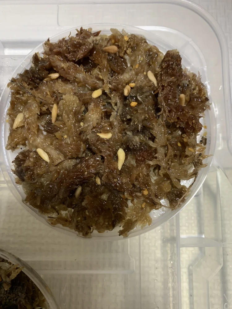 Pachypodium geayi (パキポディウム ゲアイー)