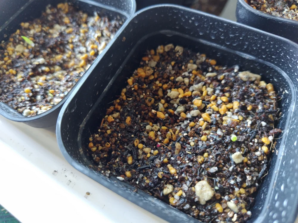 Aloe parvula (アロエ パルブラ 女王錦)