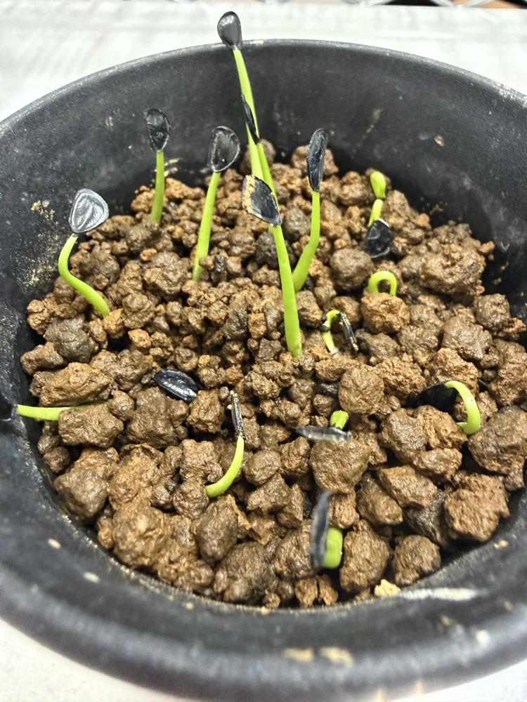 Agave parryi var. truncata (アガベ パリー トランカータ)