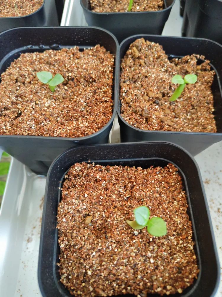 Adenium arabicum Yemen (アデニウム アラビカム イエメン)