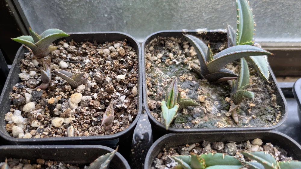 Agave titanota Blue (アガベ チタノタブルー)