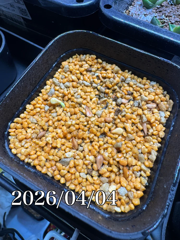 Pachypodium windsorii (パキポディウム ウィンゾリー)