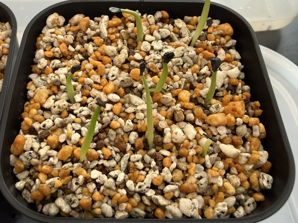Agave oteroi Lot. (アガベ オテロイ)