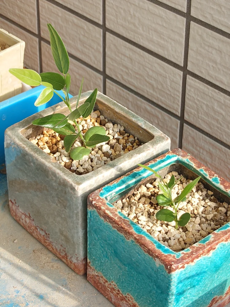 Bolusanthus speciosus (ボルサンサス スペシオサス)