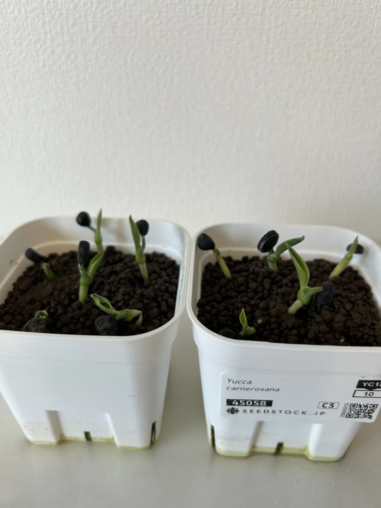 ユッカ カルネロサーナ Yucca carnerosana｜ドライガーデン 耐寒性 実生