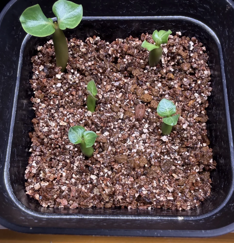 Adenium arabicum rachine (アデニウム アラビカム ラシニー)