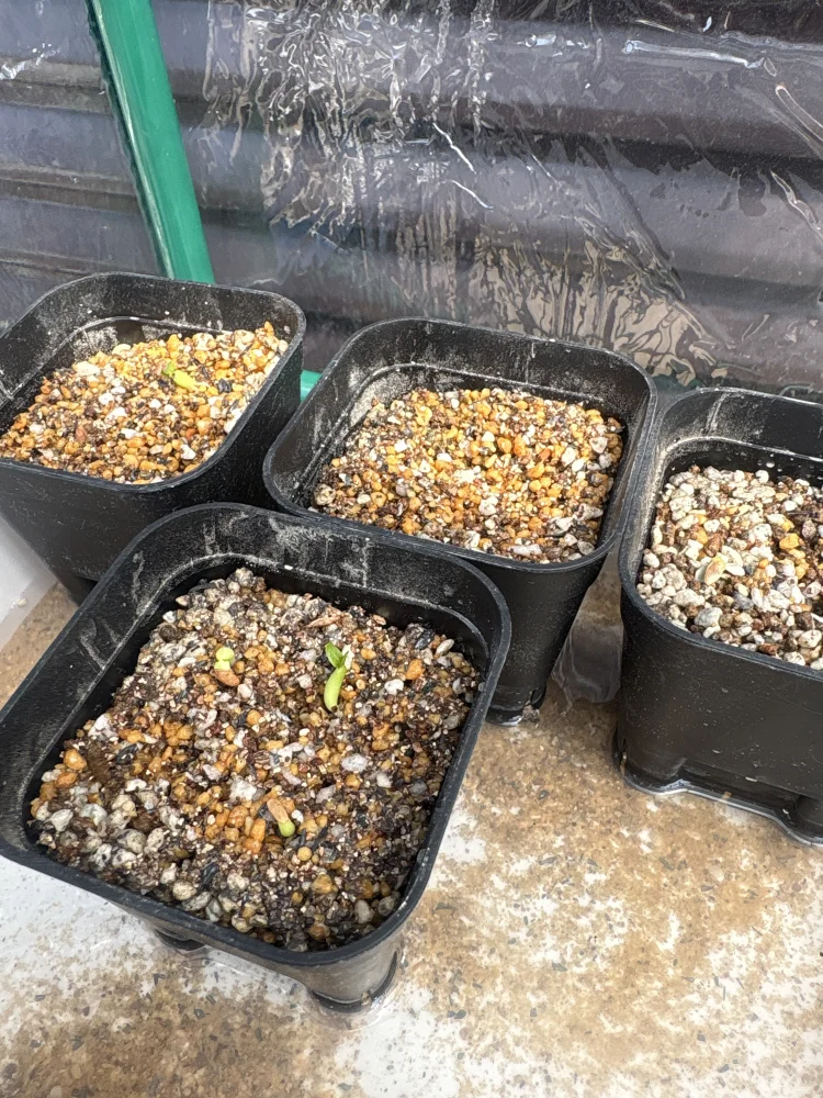 パキポディウム イノピナツム Pachypodium rosulatum var. inopinatum