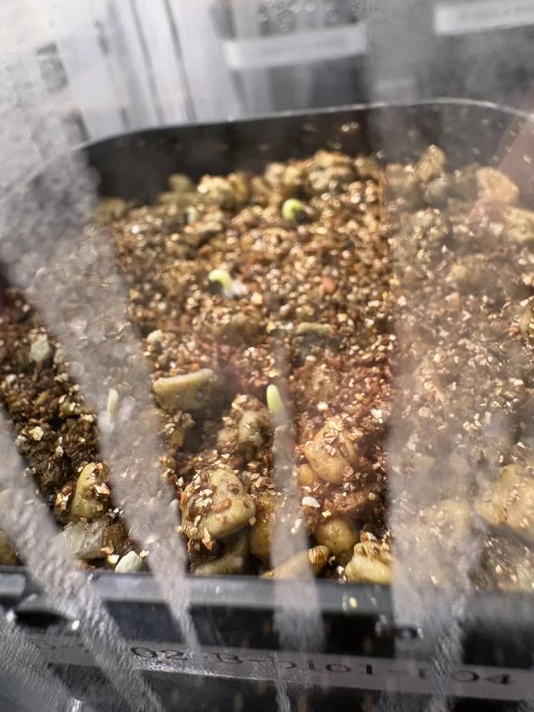 Agave titanota 'Blue' (アガベ チタノタブルー)