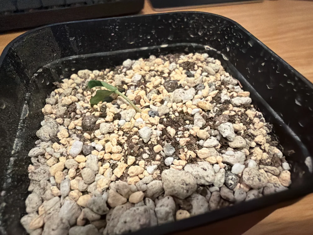 Senna meridionalis (センナ メリディオナリス)