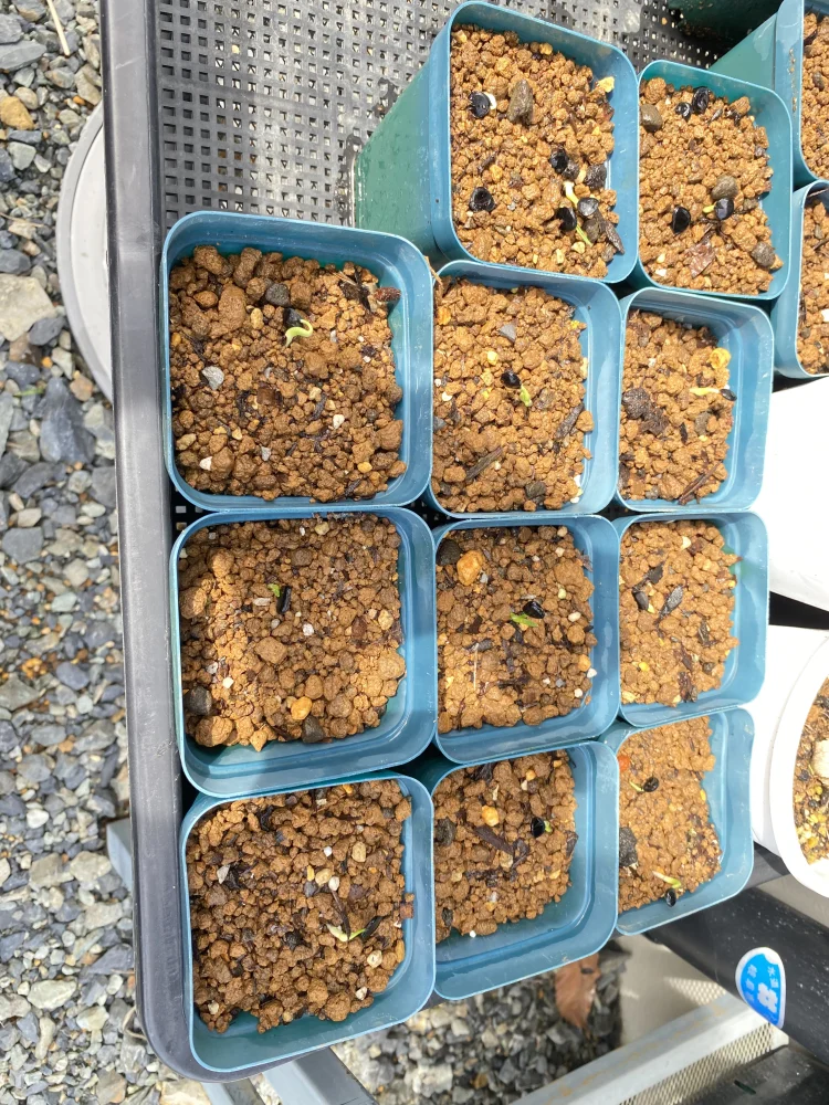 Yucca brevifolia (ユッカ ブレビフォリア)