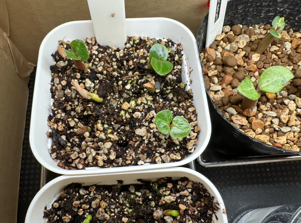 Adenium dhofarense (アデニウム ドファレンセ)