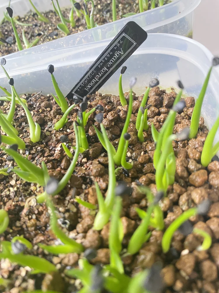 Agave kerchovei (アガベ ケルチョベイ)