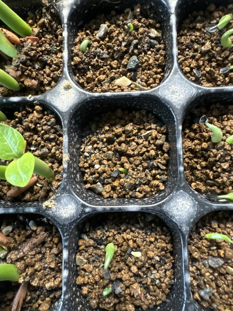 アガベ チャザロイ Agave chazaroi