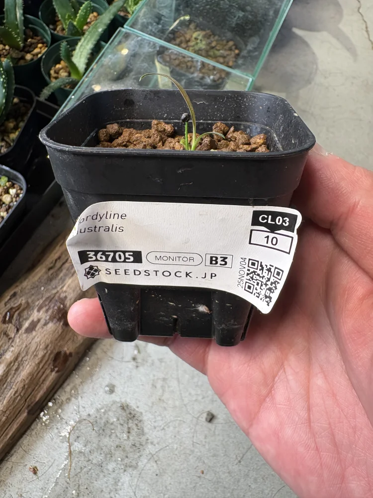 Cordyline australis (コルディリネ オーストラリス)