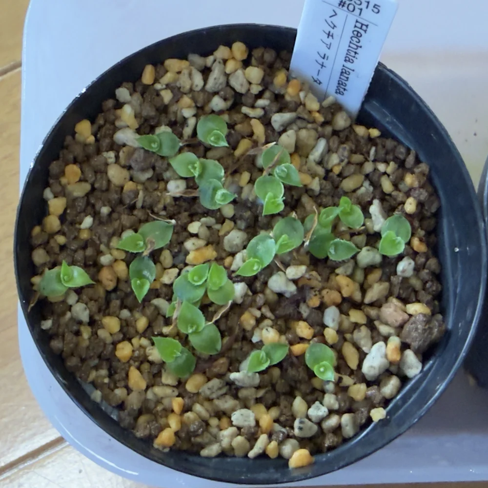 Hechtia lanata (ヘクチア ラナータ)