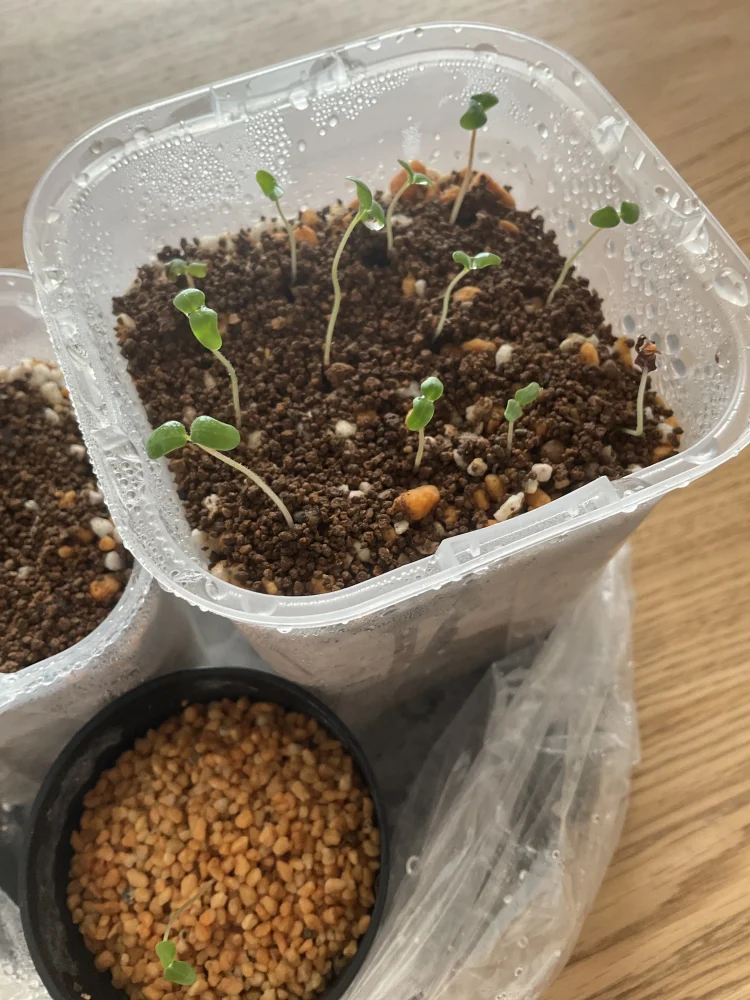 Pachycormus discolor (パキコルムス ディスカラー)