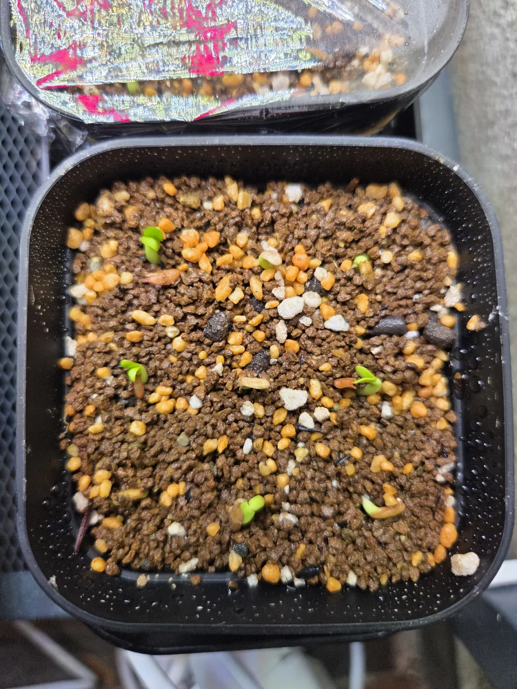 Pachypodium rosulatum var. eburneum (パキポディウム エブレネウム)