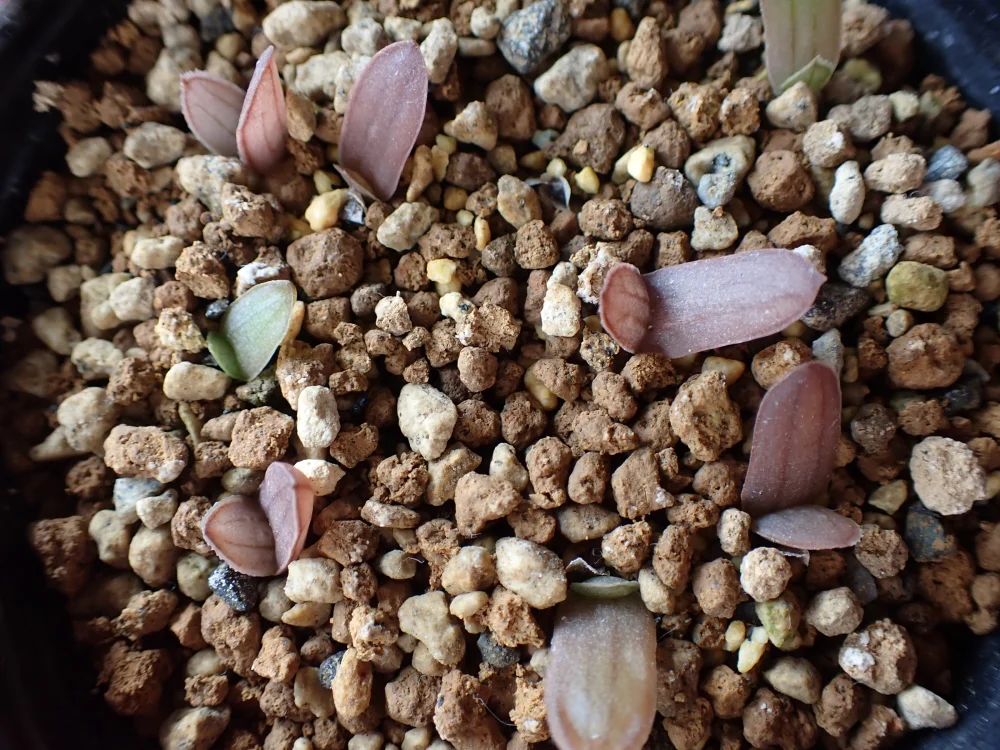 Aloe greatheadii var. davyana (アロエ グレイサディダヴィアナ)