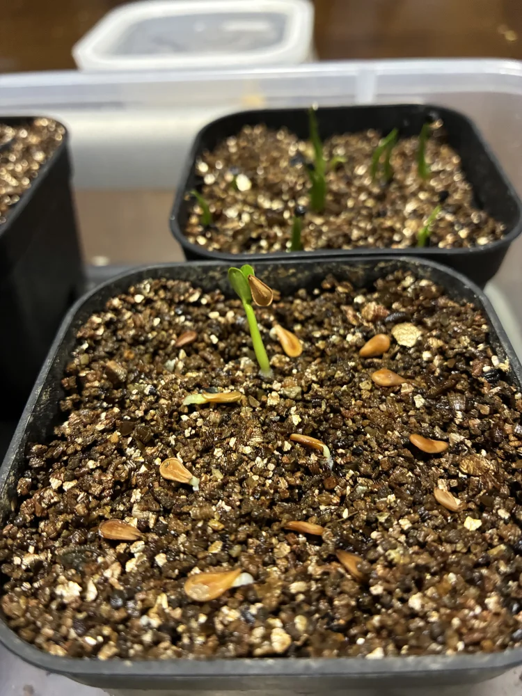 種子] パキポディウム ウィンゾリー Pachypodium windsorii | 塊根植物
