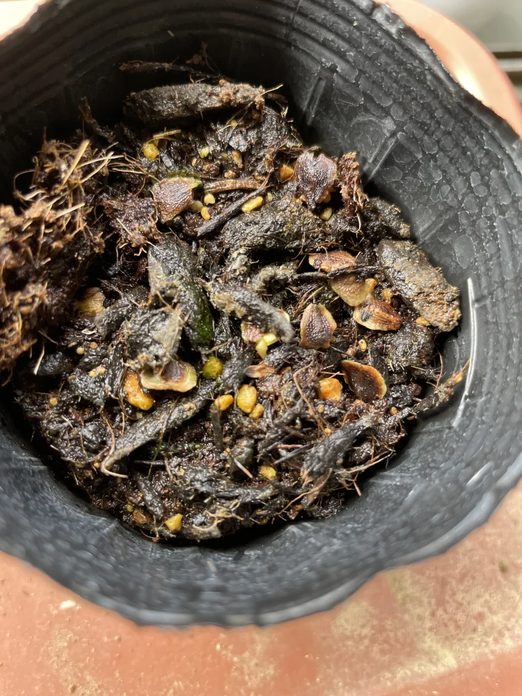 Jacaranda mimosaefolia (ジャカランダ ミモザエフォリア)