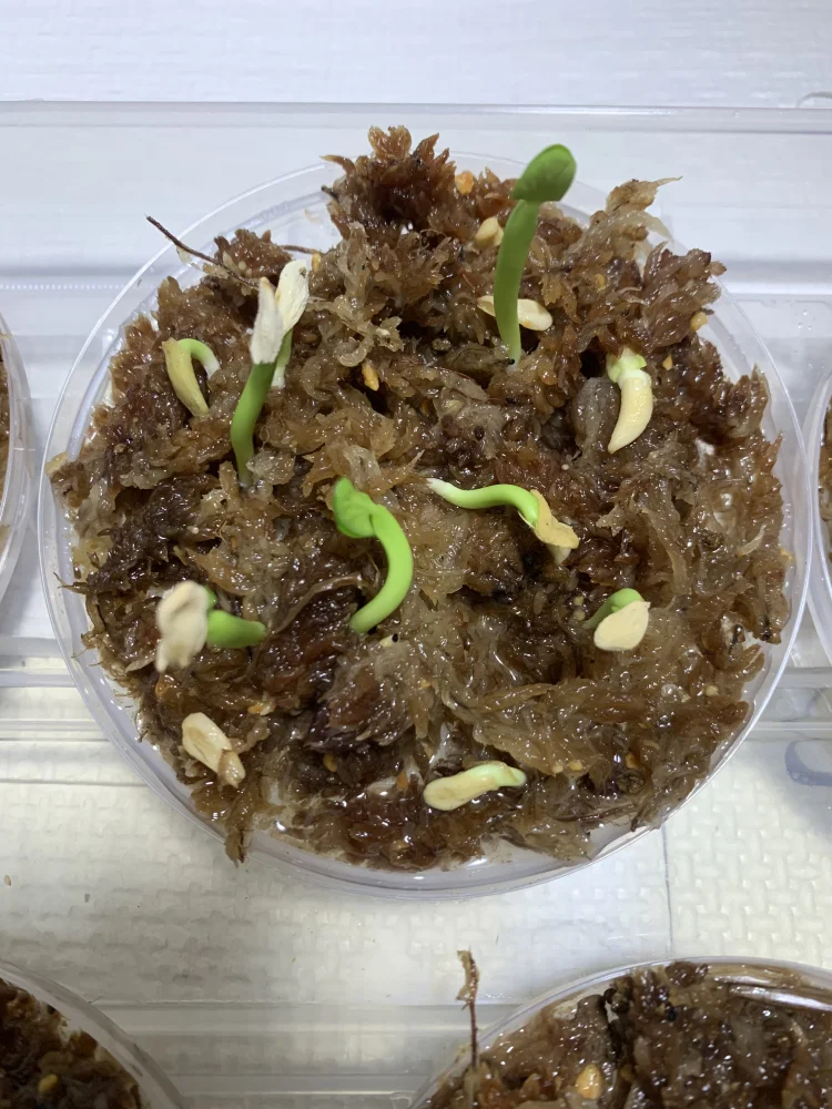 パキポディウム ラモサム Pachypodium lamerei var. ramosum