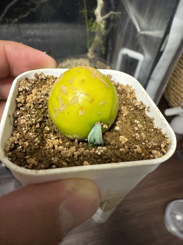 Cycas cairnsiana (サイカス カイルンシアナ)