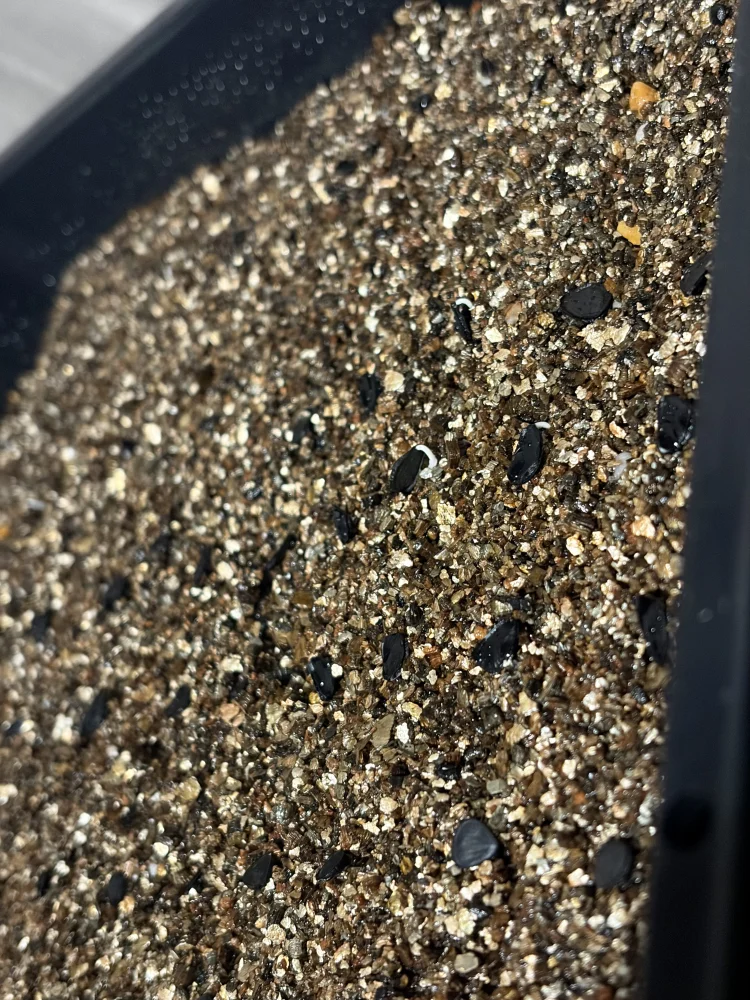 [タネの日プレゼント] アガベ パリー Agave parryi ssp. parryi