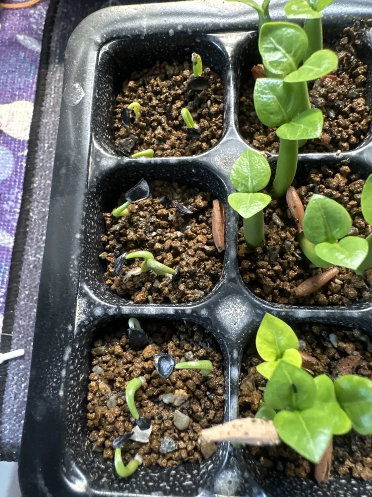 アガベ イシスメンシス Agave isthmensis | 人気品種 耐寒性 レア 雷帝 メキシコ原産