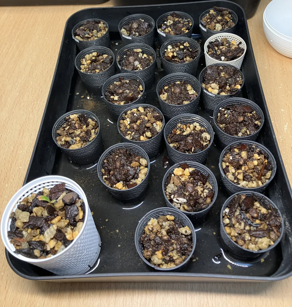 Operculicarya pachypus (オペルクリカリア パキプス)