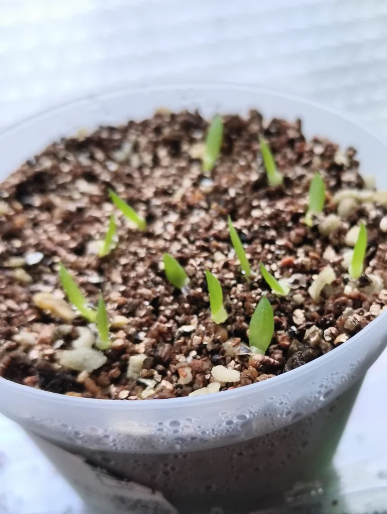 Aloe verdoorniae (アロエ ベルドーニアエ 星霞)