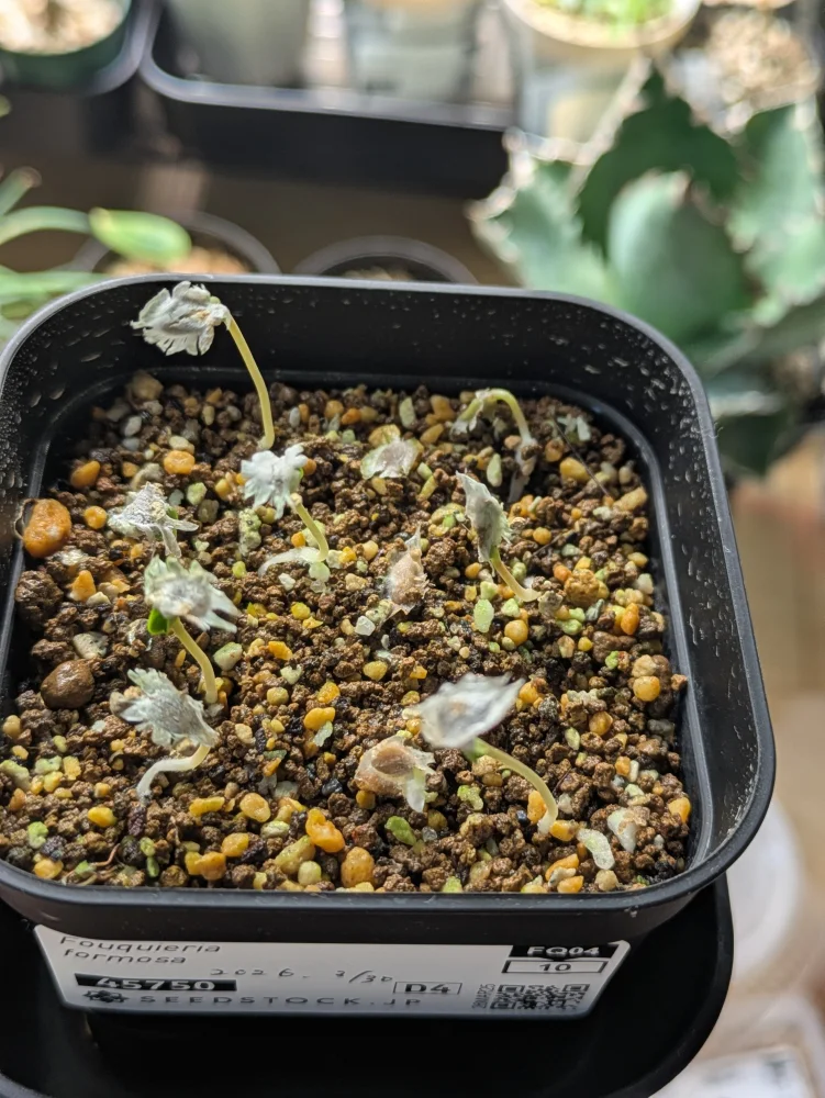 フォークイエリア フォルモサ Fouquieria formosa