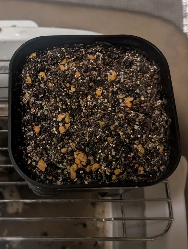 Stephania suberosa (ステファニア スベローサ)