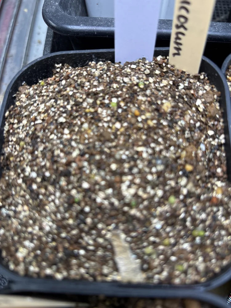 Conophytum verrucosum (コノフィツム ベルコーサム)