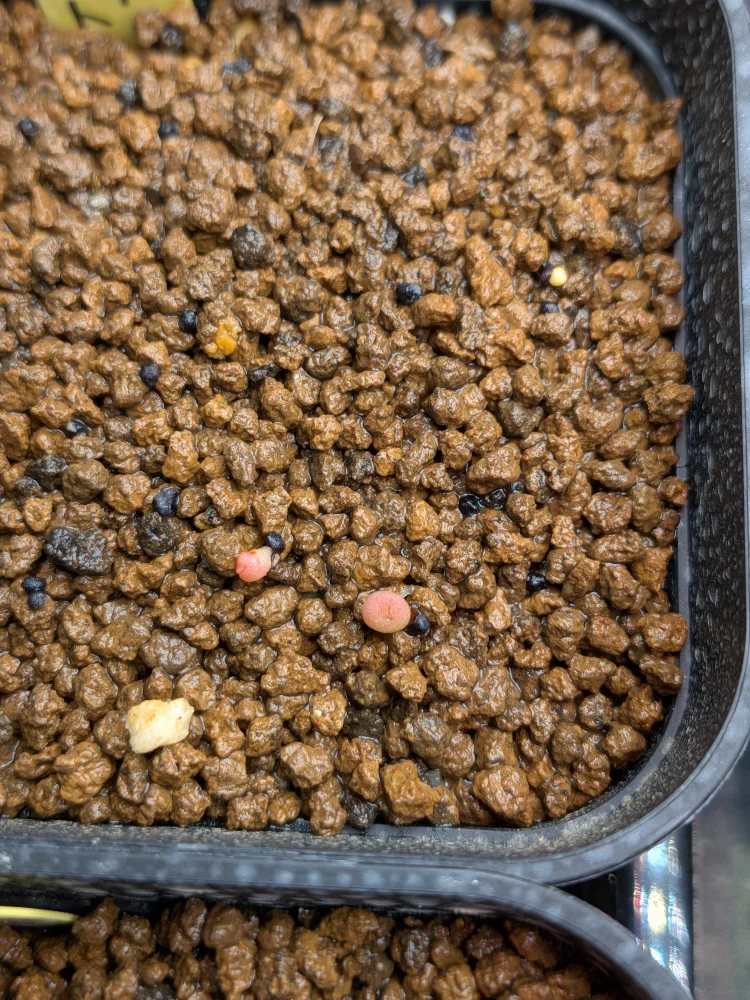 Ariocarpus trigonus (アリオカルプス トリゴナス 三角牡丹)