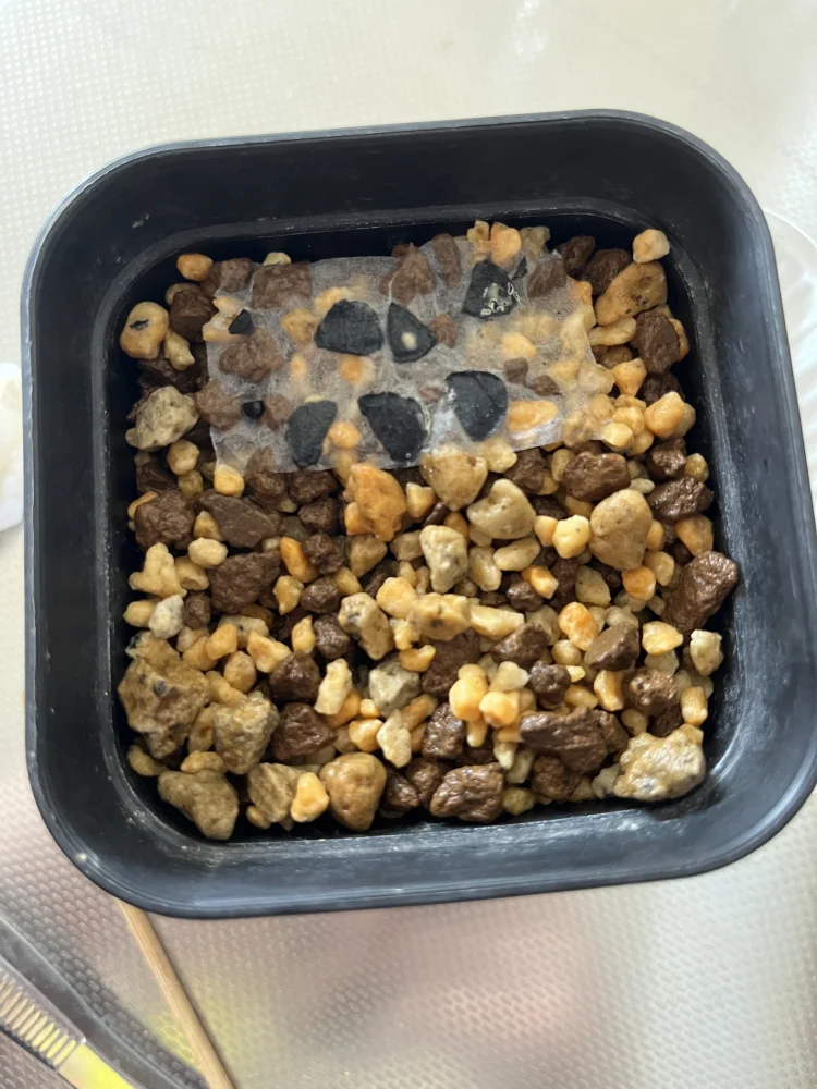 Agave ([プレゼント種子])