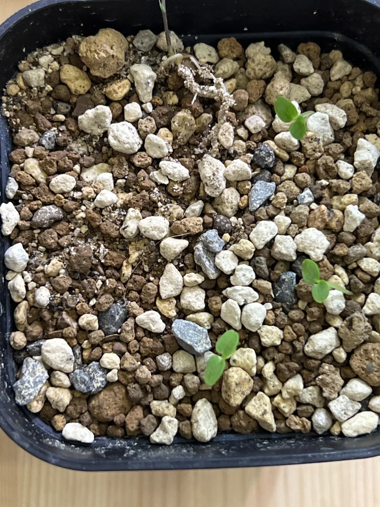 Dorstenia horwoodii  hybrid (ドルステニア ホルウッディハイブリッド)