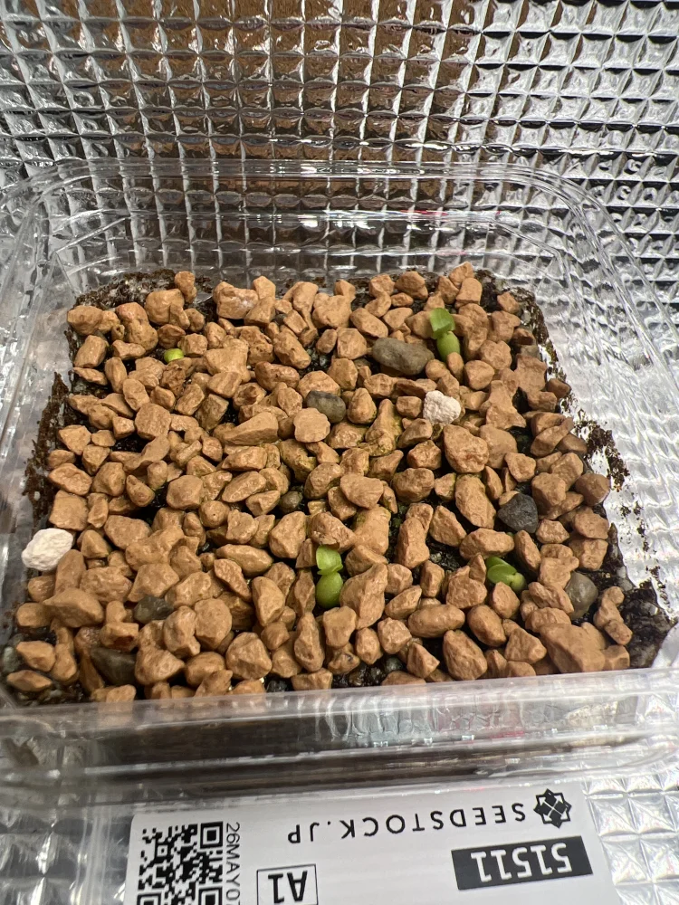 Pachypodium enigmaticum (パキポディウム エニグマチカム)