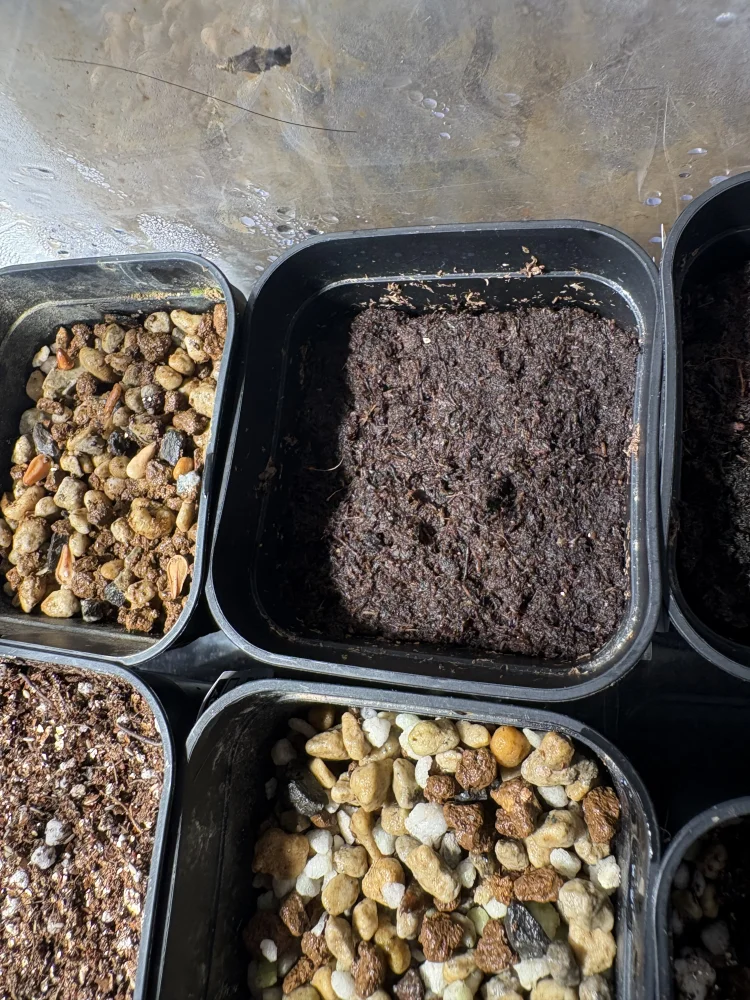 Begonia masoniana (ベゴニア マソニアーナ)