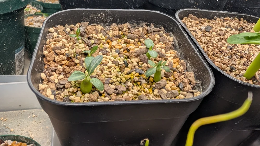 Pachypodium rosulatum var. makayense Lot. FREE ([2026/6/8ご注文分で終了｜プレゼント種子] パキポディウム マカイエンセ)