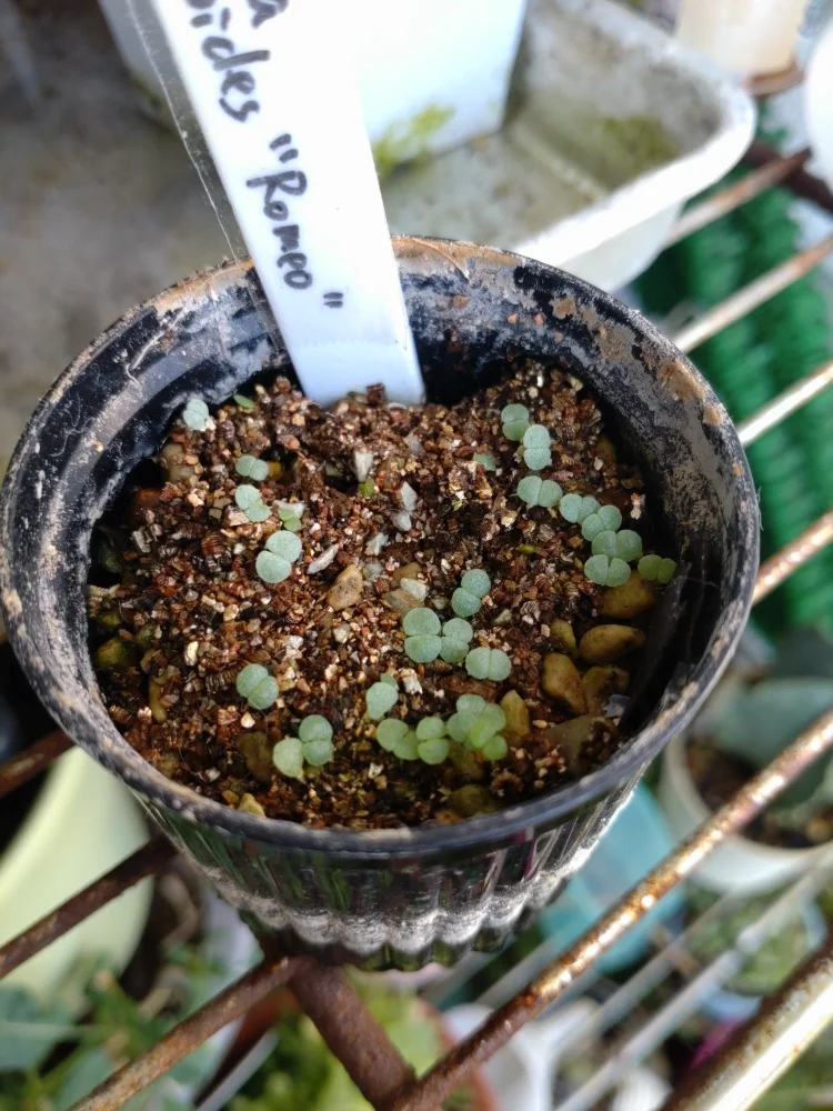 Echeveria agavoides (エケベリア アガボイデス ロメオ)