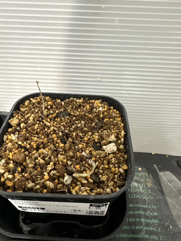 Dioscorea elephantipes (ディオスコレア エレファンティペス)